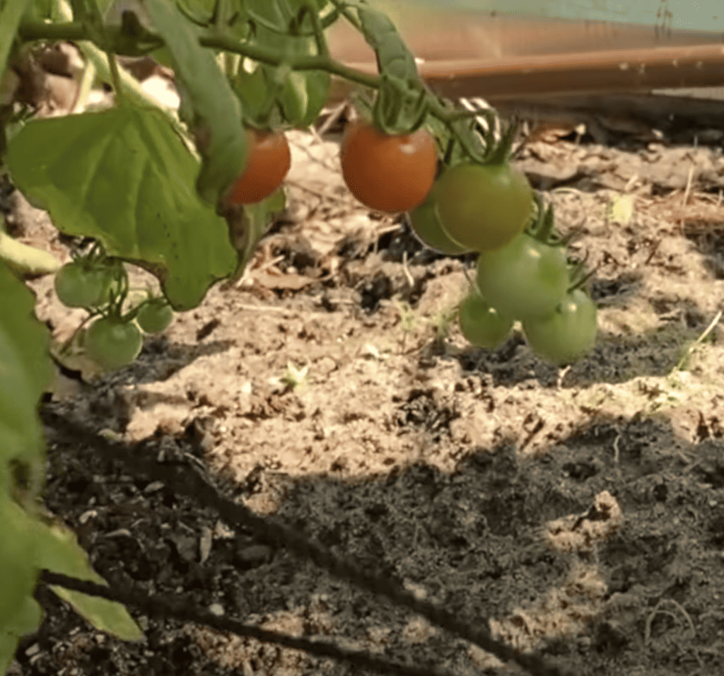 Red currant tomatoes